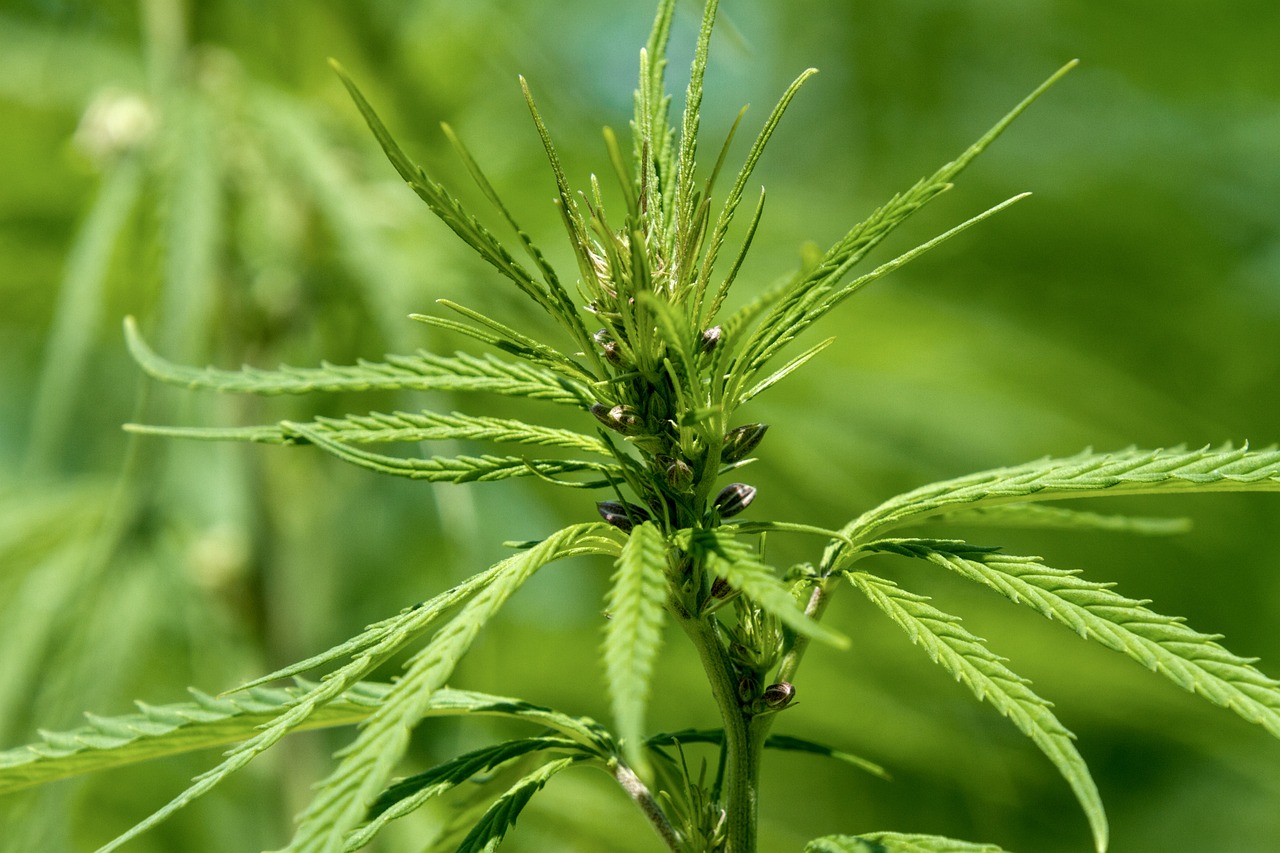 The Importance of Crop Rotation in Sustainable Farming